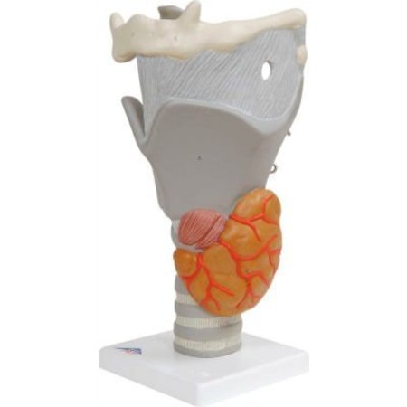 FABRICATION ENTERPRISES 3B® Anatomical Model - Functional Larynx (2.5X Size) 975169